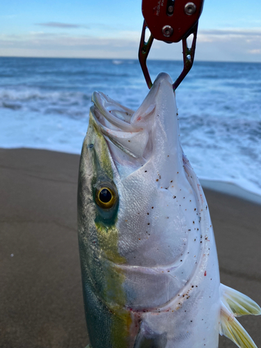 メジロの釣果