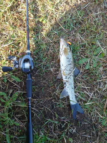 ニゴイの釣果