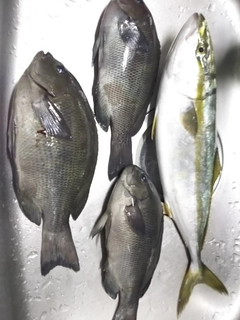 イナダの釣果