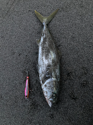 ワカシの釣果