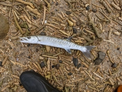 オニカマスの釣果