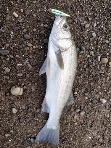 ヒラスズキの釣果