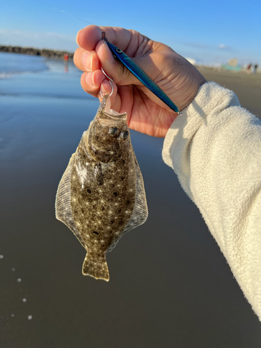 ヒラメの釣果