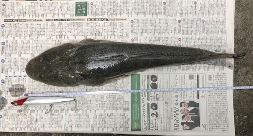 マゴチの釣果