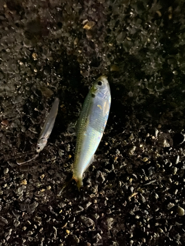 コノシロの釣果