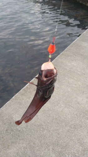 ドンコの釣果