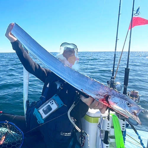 タチウオの釣果