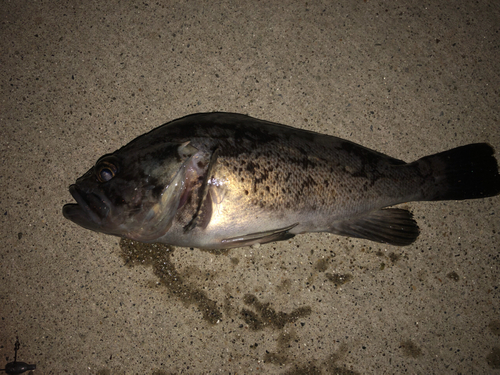 クロソイの釣果