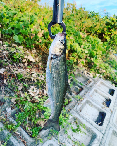 ウグイの釣果