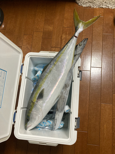 メジロの釣果