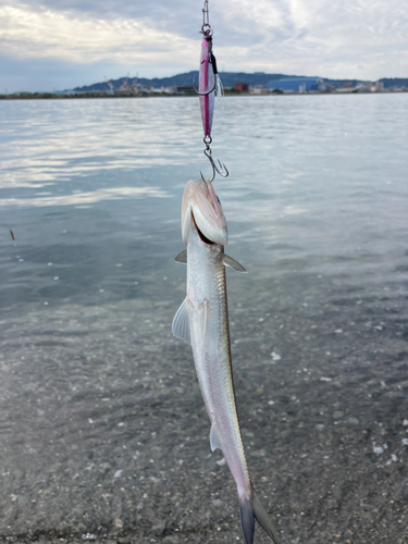 エソの釣果