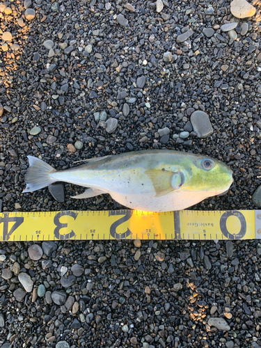 シロサバフグの釣果