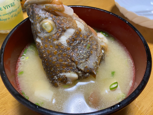 アコウの釣果