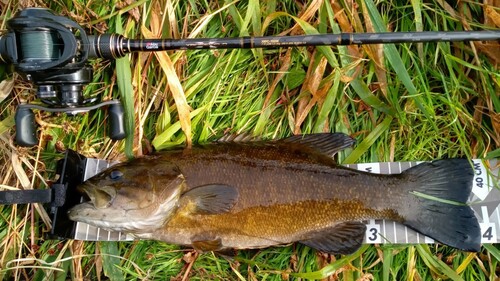 スモールマウスバスの釣果