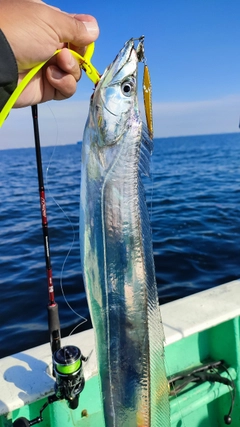 タチウオの釣果