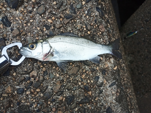 セイゴ（マルスズキ）の釣果