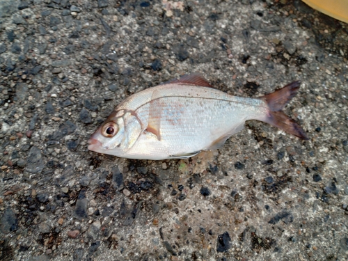 ウミタナゴの釣果