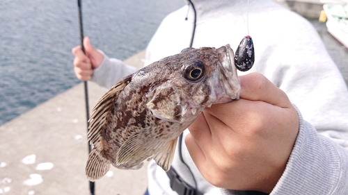 クロソイの釣果