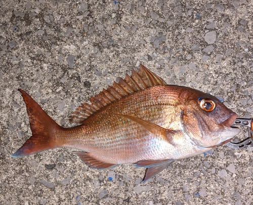 タイの釣果