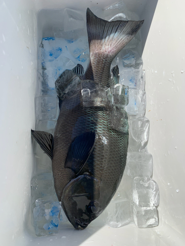 クチブトグレの釣果