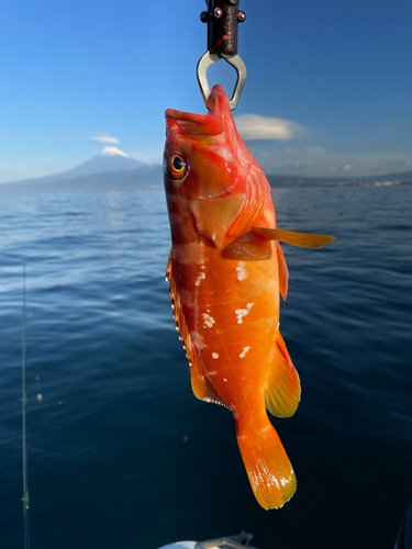 アカハタの釣果