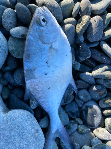 メッキの釣果