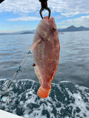 ブダイの釣果