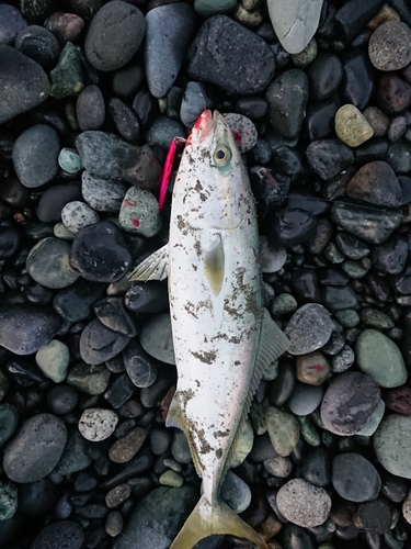 イナダの釣果