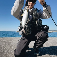 ショゴの釣果