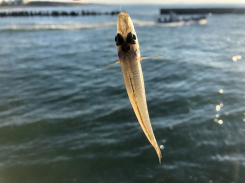 シロギスの釣果