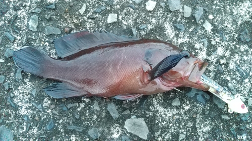 ヤミハタの釣果