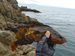 アイナメの釣果