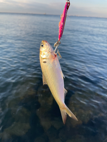 コノシロの釣果