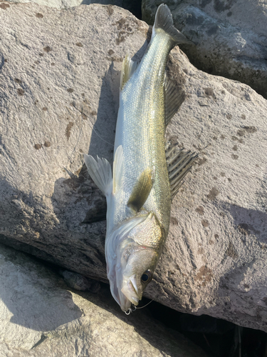 セイゴ（マルスズキ）の釣果