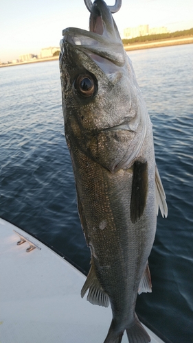 フッコ（マルスズキ）の釣果