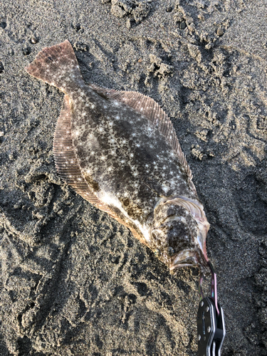 ヒラメの釣果