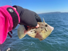 カワハギの釣果