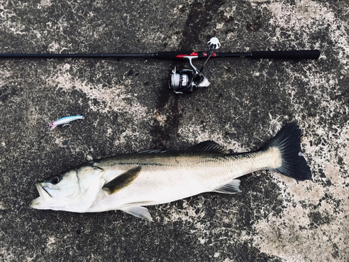 シーバスの釣果