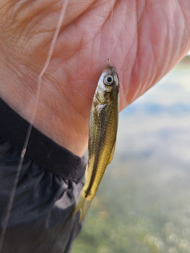 カワムツの釣果