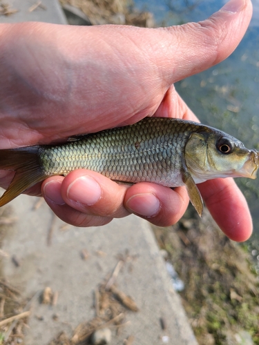 コイの釣果