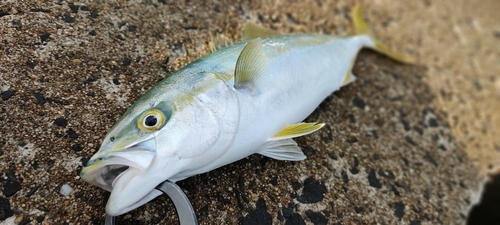 ワカシの釣果