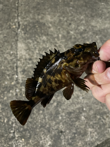 カサゴの釣果