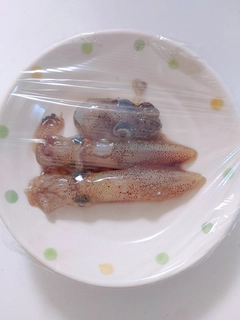 ヒイカの釣果