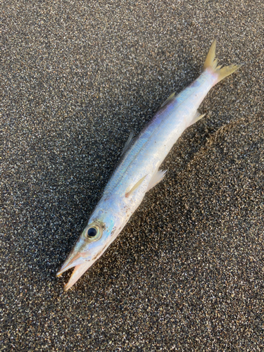 カマスの釣果