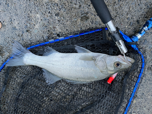 セイゴ（ヒラスズキ）の釣果