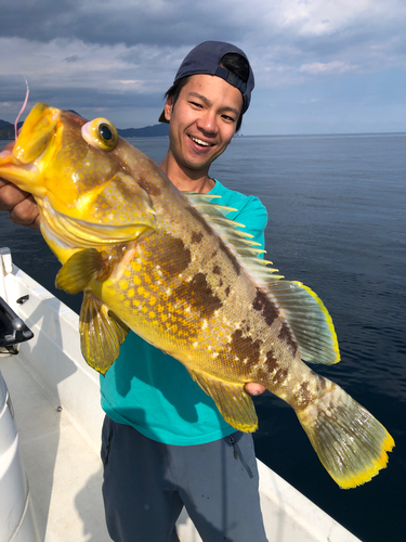 アオハタの釣果