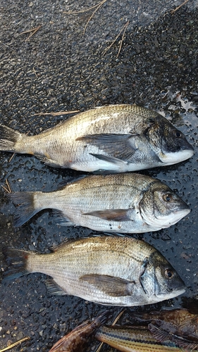 クロダイの釣果