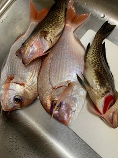 マダイの釣果