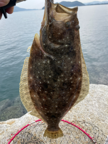 ヒラメの釣果