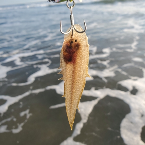 シタビラメの釣果